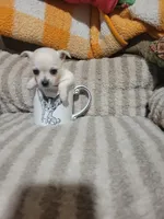 Poppy, a female Chihuahua for sale in Sevierville, TN – 4 of 10