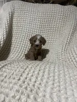 Easton, a male Cockapoo for sale in Sevierville, TN – 2 of 4