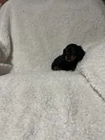 Pablo, a male Miniature Dachshund for sale in Sevierville, TN – 6 of 6