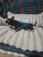 Tinker bell, a female Chihuahua for sale in Sevierville, TN – 4 of 9