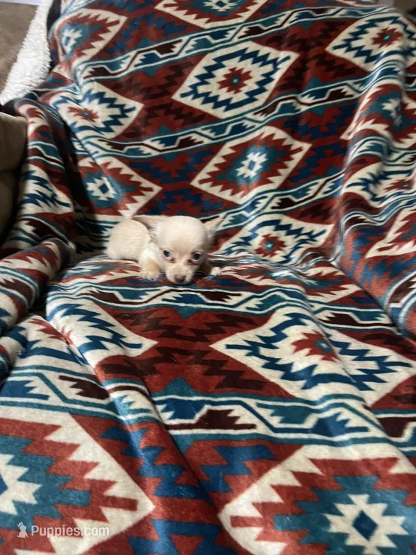 Dallas – Chihuahua puppy for sale in Sevierville, TN