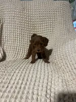 Sally, a female Miniature Goldendoodle for sale in Sevierville, TN – 4 of 4