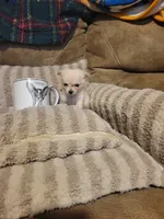 Oliver , a male Chihuahua for sale in Sevierville, TN – 6 of 8
