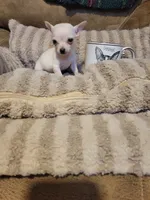Oscar, a male Chihuahua for sale in Sevierville, TN – 6 of 9