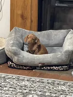 Oscar , a male Miniature Dachshund for sale in Sevierville, TN – 2 of 7