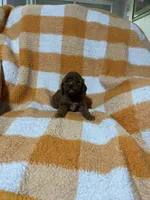 Sugar , a female Cavapoo for sale in Sevierville, TN – 4 of 5