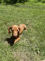 Oscar , a male Miniature Dachshund for sale in Sevierville, TN – 5 of 7
