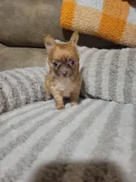 Peanut, a male Chihuahua for sale in Sevierville, TN – 9 of 10