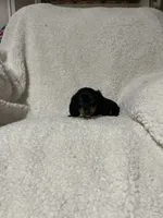 Pablo, a male Miniature Dachshund for sale in Sevierville, TN – 2 of 6