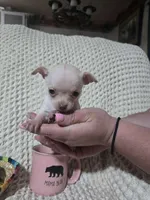 Tinker bell, a female Chihuahua for sale in Sevierville, TN – Photo 6 of 10