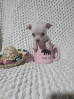 Tinker bell, a female Chihuahua for sale in Sevierville, TN – Photo 4 of 10