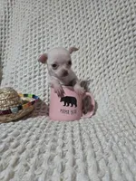 Tinker bell, a female Chihuahua for sale in Sevierville, TN – Photo 10 of 10