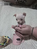 Tinker bell, a female Chihuahua for sale in Sevierville, TN – Photo 5 of 10