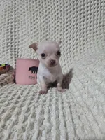 Tinker bell, a female Chihuahua for sale in Sevierville, TN – Photo 9 of 10