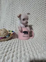 Tinker bell, a female Chihuahua for sale in Sevierville, TN – Photo 7 of 10