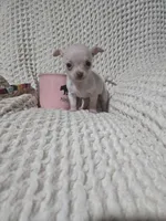 Tinker bell, a female Chihuahua for sale in Sevierville, TN – Photo 3 of 10