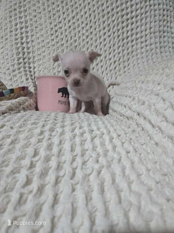 Tinker bell – Chihuahua puppy for sale in Sevierville, TN