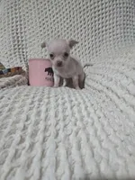 Tinker bell, a female Chihuahua for sale in Sevierville, TN – Photo 1 of 10