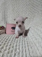 Tinker bell, a female Chihuahua for sale in Sevierville, TN – Photo 2 of 10