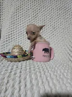 Timothy , a male Chihuahua for sale in Sevierville, TN – Photo 2 of 8