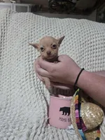 Timothy , a male Chihuahua for sale in Sevierville, TN – Photo 3 of 8