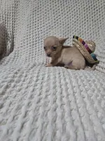 Timothy , a male Chihuahua for sale in Sevierville, TN – Photo 7 of 8