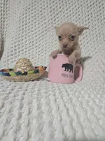 Timothy , a male Chihuahua for sale in Sevierville, TN – Photo 8 of 8