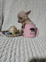 Timothy , a male Chihuahua for sale in Sevierville, TN – Photo 5 of 8