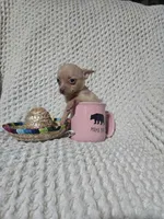 Timothy , a male Chihuahua for sale in Sevierville, TN – Photo 6 of 8