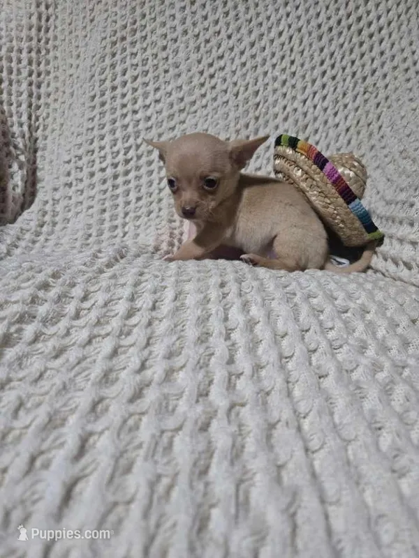 Timothy  – Chihuahua puppy for sale in Sevierville, TN