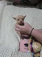 Timothy , a male Chihuahua for sale in Sevierville, TN – Photo 4 of 8