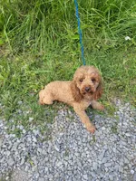 Red, a male Poodle - Miniature  for sale in Sevierville, TN – 3 of 9
