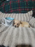 Tommy, a male Chihuahua for sale in Sevierville, TN – 4 of 6