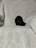 Pablo, a male Miniature Dachshund for sale in Sevierville, TN – 3 of 6
