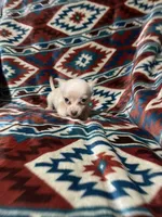 Dallas, a male Chihuahua for sale in Sevierville, TN – 4 of 5