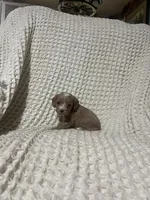 Elliot , a male Cockapoo for sale in Sevierville, TN – 4 of 4