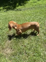 Oscar , a male Miniature Dachshund for sale in Sevierville, TN – 6 of 7