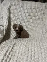 Easton, a male Cockapoo for sale in Sevierville, TN – 4 of 4