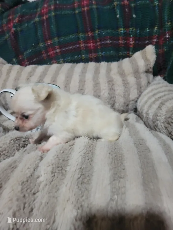 Timothy  – Chihuahua puppy for sale in Sevierville, TN
