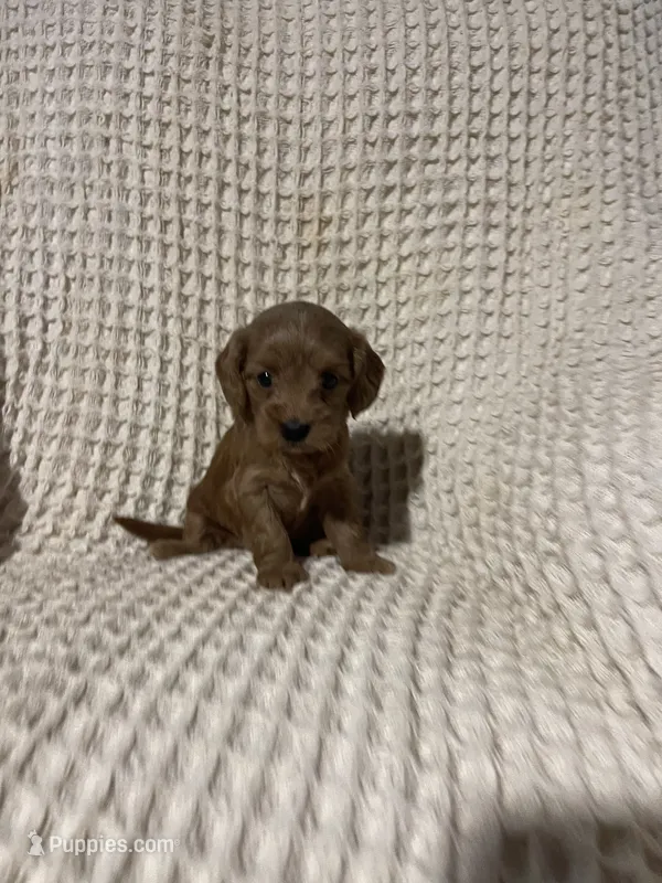 Sallie – Miniature Goldendoodle puppy for sale in Sevierville, TN
