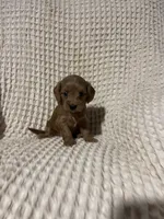 Sallie, a female Miniature Goldendoodle for sale in Sevierville, TN – 1 of 5