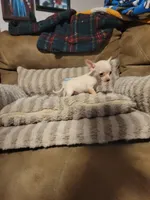 Dolly, a female Chihuahua for sale in Sevierville, TN – 5 of 9