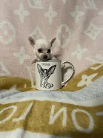 Paul, a male Chihuahua for sale in Sevierville, TN – Photo 3 of 5