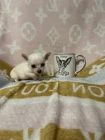 Paul, a male Chihuahua for sale in Sevierville, TN – Photo 1 of 5