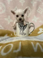 Paul, a male Chihuahua for sale in Sevierville, TN – Photo 5 of 5