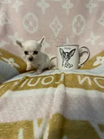 Paul, a male Chihuahua for sale in Sevierville, TN – Photo 2 of 5