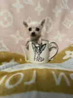 Paul, a male Chihuahua for sale in Sevierville, TN – Photo 4 of 5