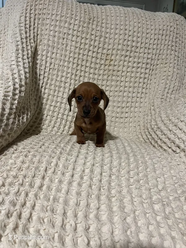 Dan – Miniature Dachshund puppy for sale in Sevierville, TN