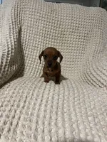 Dan, a male Miniature Dachshund for sale in Sevierville, TN – 1 of 4