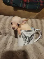 Dolly, a female Chihuahua for sale in Sevierville, TN – 7 of 9